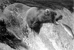 Камчатские медведи — большие охотники полакомиться красной рыбой.